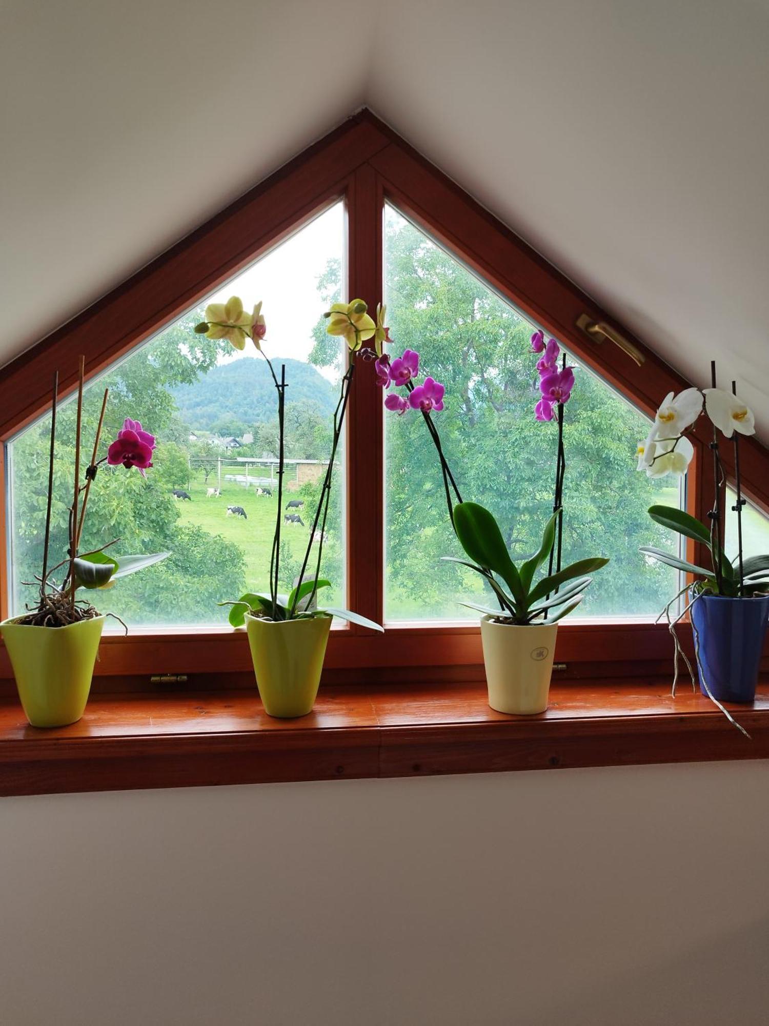 Apartma Julia Spodnje Gorje Dış mekan fotoğraf